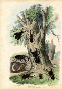 スカラベカブトムシ、1863-79
